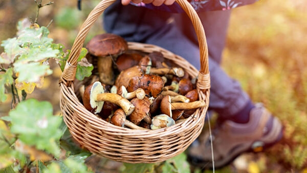 Notizia Studio Amica - Raccolta funghi epigei freschi - Regolamentazione