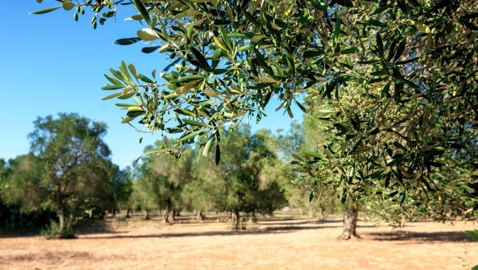 Notizia Studio Amica - Regione Puglia - Aggiornamento delle aree delimitate alla Xylella fastidiosa sottospecie Pauca ST53